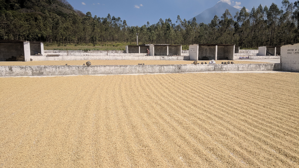 Coffee Drying Beds in Guatemala