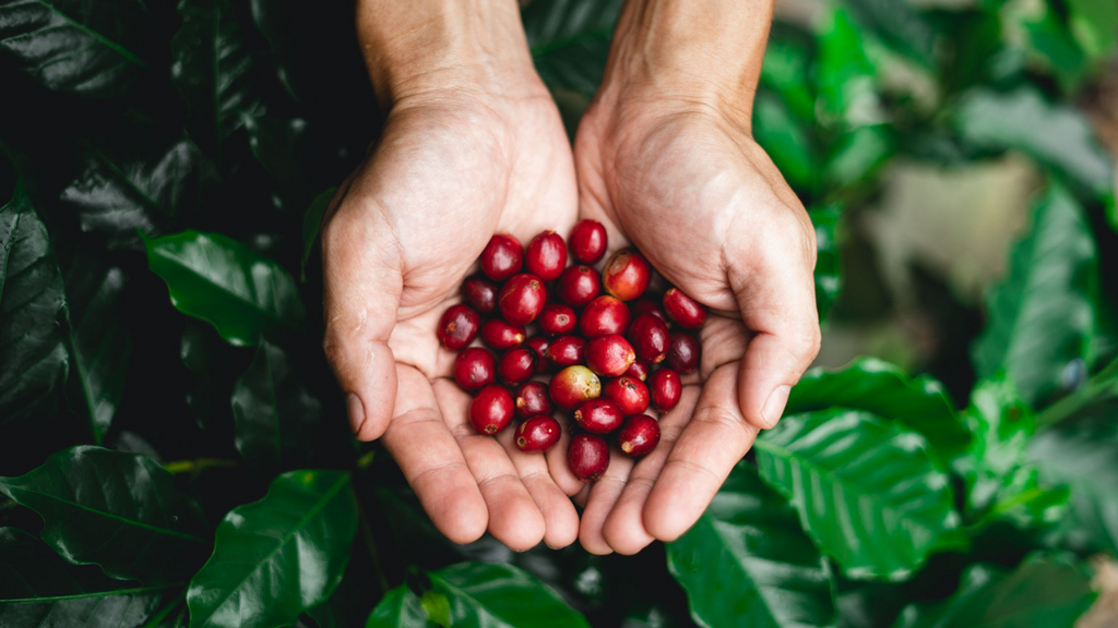 Robusta vs Arabica Coffee Beans