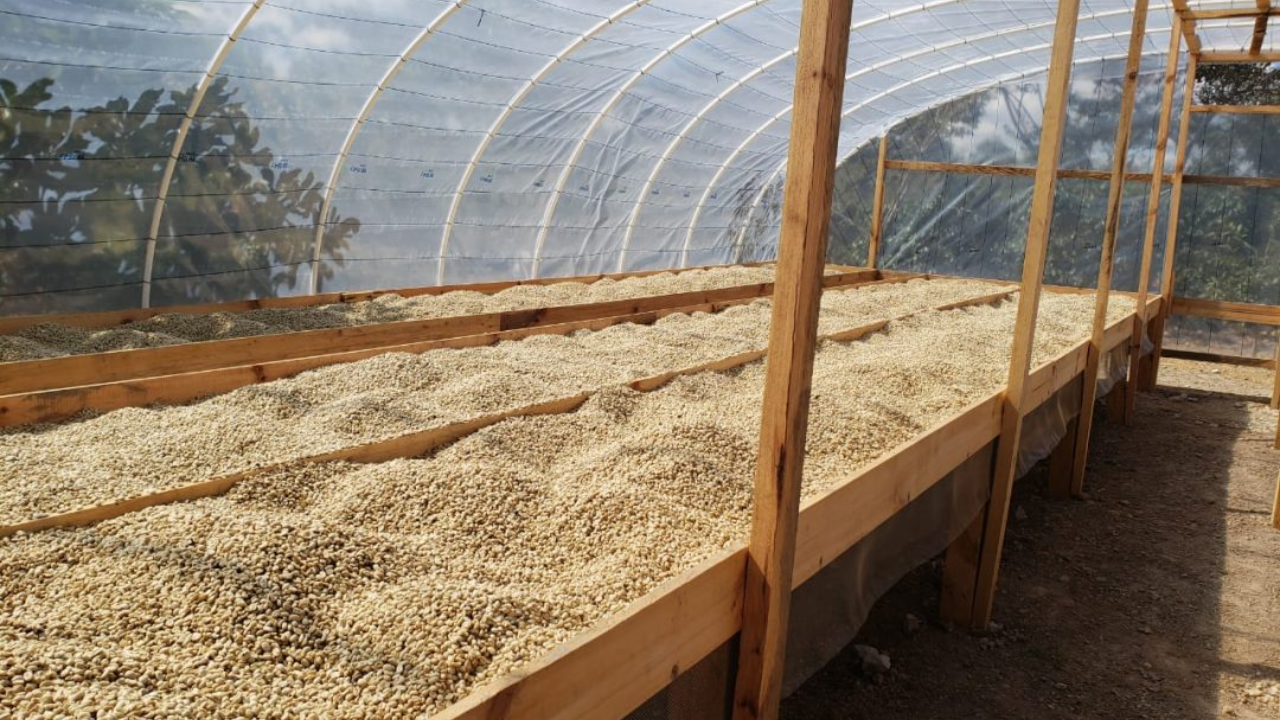 Coffee Drying in raised coffee beds